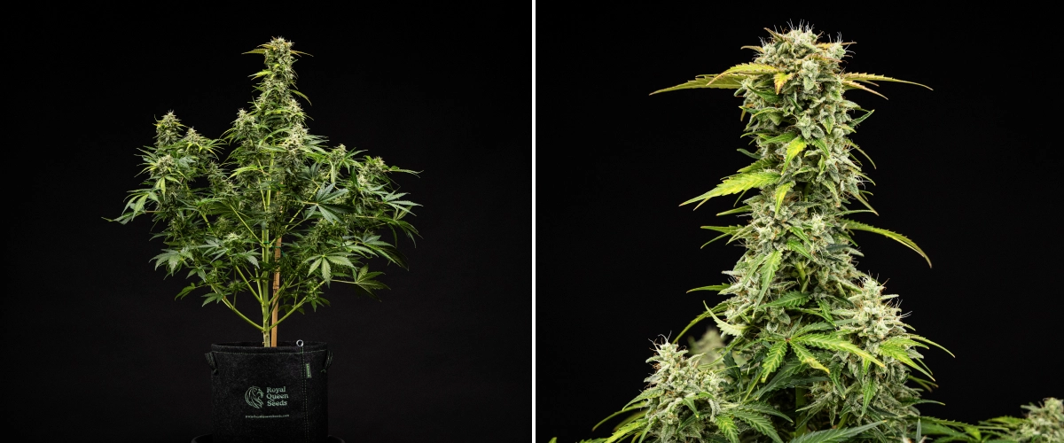 Grow report Royal Creamatic: semana 9, flores prontas para a colheita Planta de canábis Royal Creamatic na semana 9, mostrando flores prontas para a colheita, tricomas gelados, pistilos brancos e uma cola principal forte.