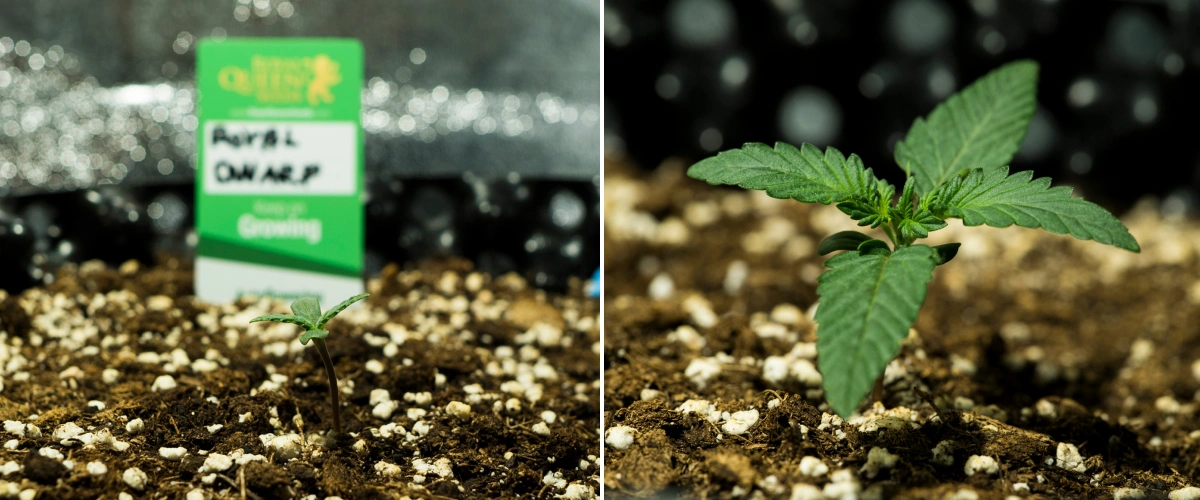 Grow report Royal Dwarf: semana 1, fase de plântula Plântulas de canábis Royal Dwarf na semana 1, mostrando crescimento inicial, folhas verdes, solo rico em perlite e um pacote Royal Queen Seeds.