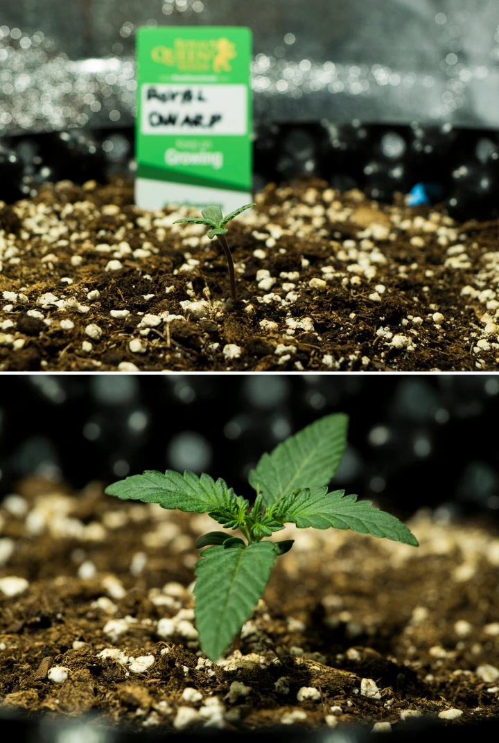 Grow report Royal Dwarf: semana 1, fase de plântula Plântulas de canábis Royal Dwarf na semana 1, mostrando crescimento inicial, folhas verdes, solo rico em perlite e um pacote Royal Queen Seeds.