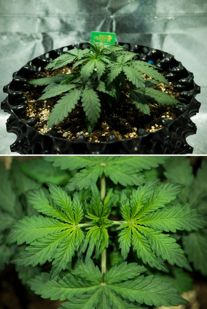 Grow report Royal Dwarf: semana 2, crescimento vegetativo Planta de canábis Royal Dwarf na semana 2, mostrando crescimento vegetativo compacto, folhas verdes saudáveis, entrenós curtos e solo rico em perlite.