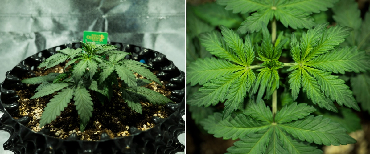 Grow report Royal Dwarf: semana 2, crescimento vegetativo Planta de canábis Royal Dwarf na semana 2, mostrando crescimento vegetativo compacto, folhas verdes saudáveis, entrenós curtos e solo rico em perlite.