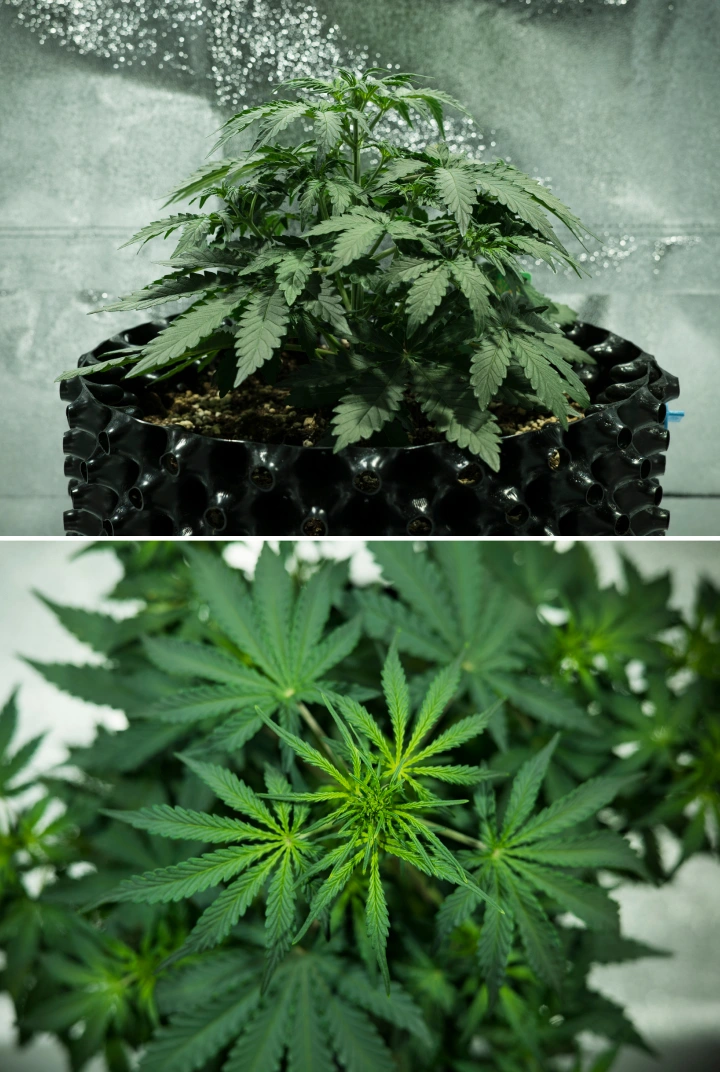 Grow report Royal Dwarf: semana 3, surto de crescimento Planta de canábis Royal Dwarf na semana 3, mostrando crescimento compacto e frondoso, sinais iniciais de floração, folhagem verde saudável e um vaso AirPot.