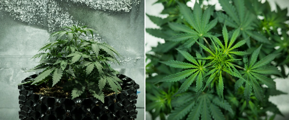 Grow report Royal Dwarf: semana 3, surto de crescimento Planta de canábis Royal Dwarf na semana 3, mostrando crescimento compacto e frondoso, sinais iniciais de floração, folhagem verde saudável e um vaso AirPot.