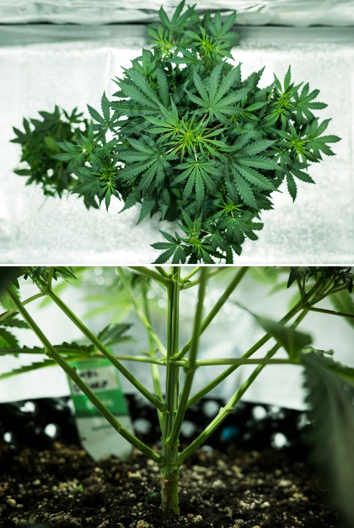 Grow report Royal Dwarf: semana 4, início da floração Planta de canábis Royal Dwarf na semana 4, mostrando início da floração, folhagem verde saudável, estrutura de ramos forte e um caule principal robusto.