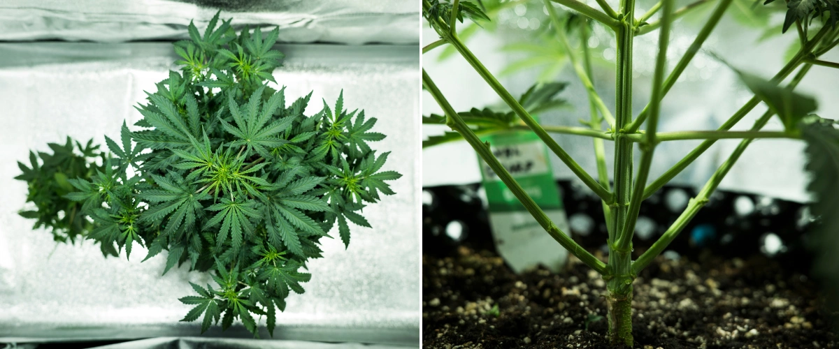Grow report Royal Dwarf: semana 4, início da floração Planta de canábis Royal Dwarf na semana 4, mostrando início da floração, folhagem verde saudável, estrutura de ramos forte e um caule principal robusto.