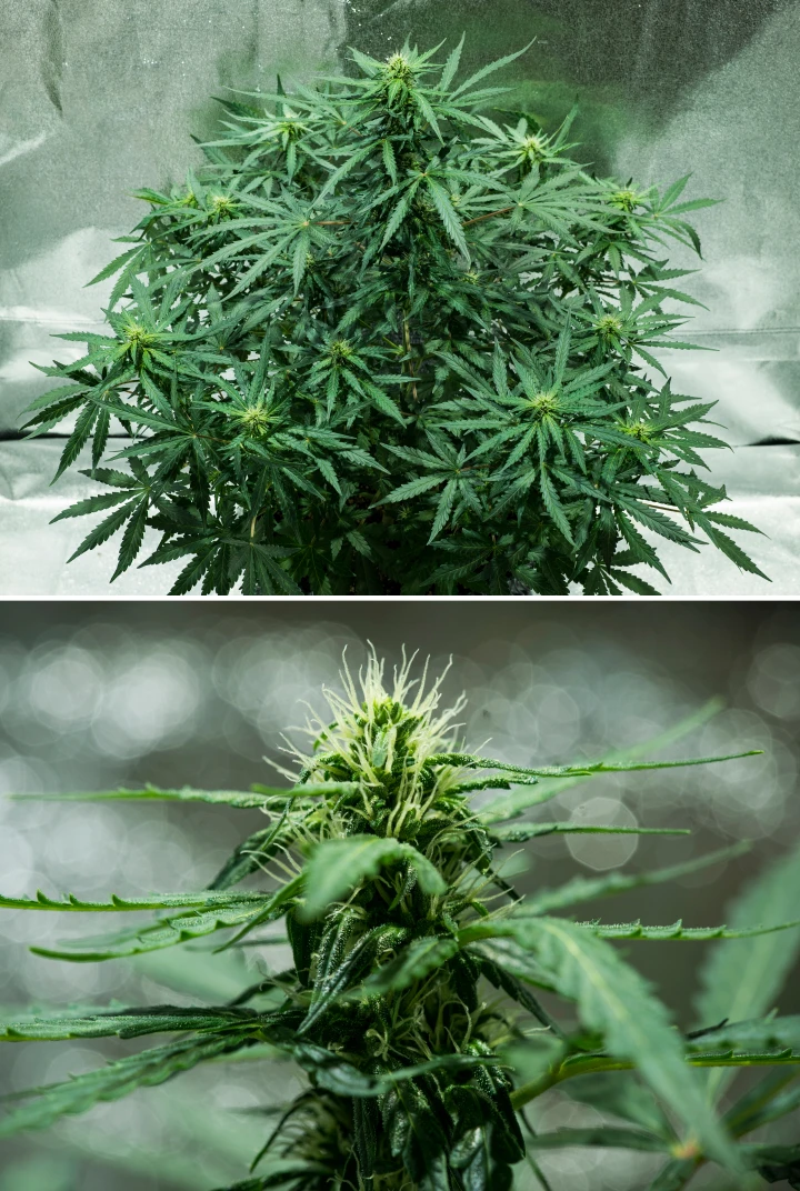 Grow report Royal Dwarf: semana 5, desenvolvimento das flores Planta de canábis Royal Dwarf na semana 5, mostrando flores em desenvolvimento, pistilos brancos, folhagem verde saudável e uma estrutura de floração compacta.