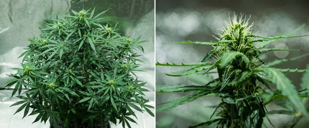 Grow report Royal Dwarf: semana 5, desenvolvimento das flores Planta de canábis Royal Dwarf na semana 5, mostrando flores em desenvolvimento, pistilos brancos, folhagem verde saudável e uma estrutura de floração compacta.