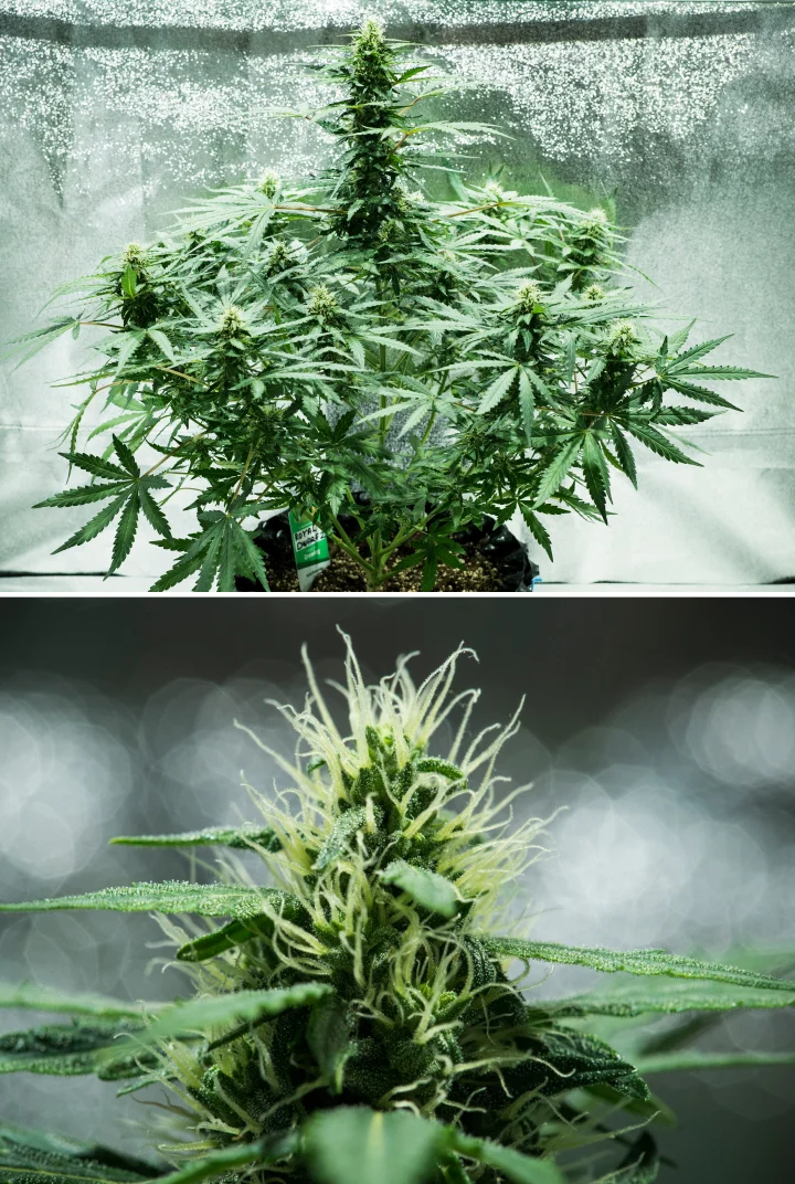 Grow report Royal Dwarf: semana 6, produção de resina Planta de canábis Royal Dwarf na semana 6, mostrando flores resinosas, pistilos brancos, folhagem saudável e uma cola principal alta.