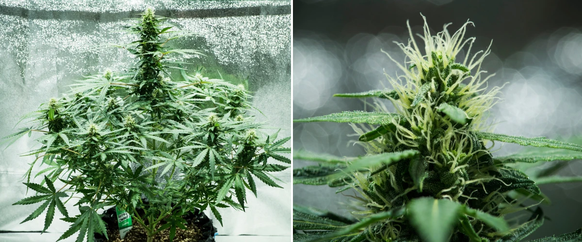 Grow report Royal Dwarf: semana 6, produção de resina Planta de canábis Royal Dwarf na semana 6, mostrando flores resinosas, pistilos brancos, folhagem saudável e uma cola principal alta.