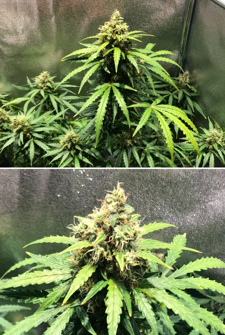 Grow report Royal Dwarf: semana 8, floração tardia Planta de canábis Royal Dwarf na semana 8, mostrando flores em floração tardia, pistilos laranja, flores resinosas e folhagem verde saudável.