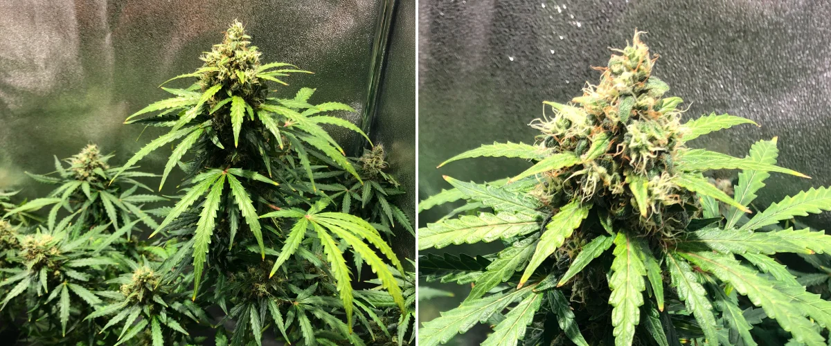 Grow report Royal Dwarf: semana 8, floração tardia Planta de canábis Royal Dwarf na semana 8, mostrando flores em floração tardia, pistilos laranja, flores resinosas e folhagem verde saudável.