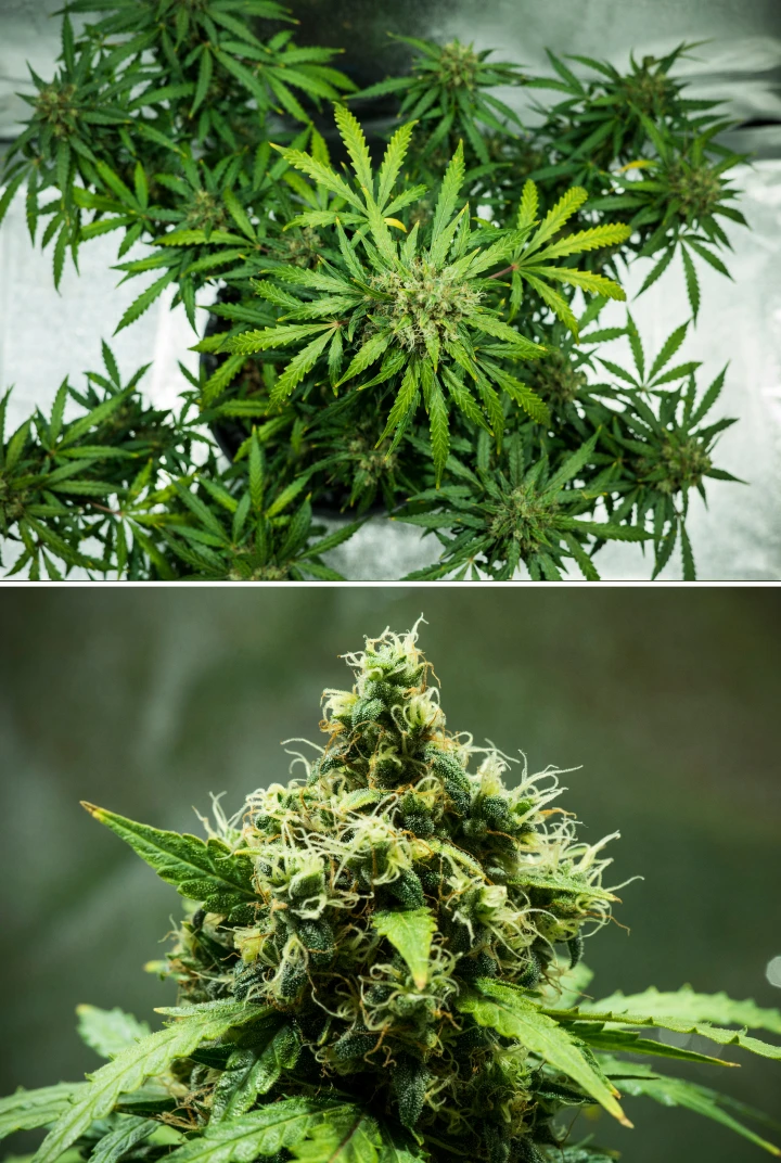 Grow report Royal Dwarf: semana 9, flores prontas para a colheita Planta de canábis Royal Dwarf na semana 9, mostrando flores prontas para a colheita, flores densas e resinosas, pistilos laranja e folhagem verde saudável.