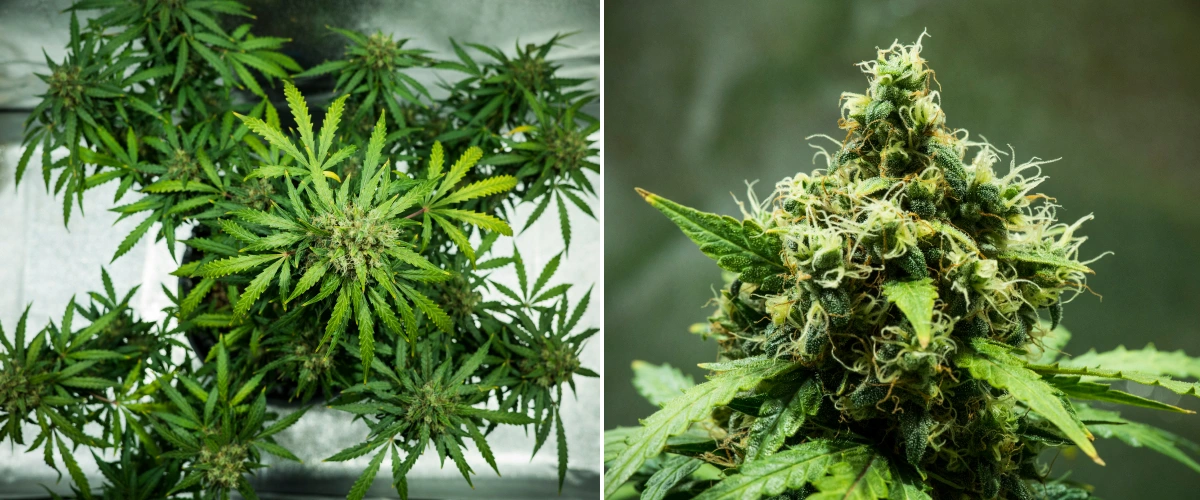 Grow report Royal Dwarf: semana 9, flores prontas para a colheita Planta de canábis Royal Dwarf na semana 9, mostrando flores prontas para a colheita, flores densas e resinosas, pistilos laranja e folhagem verde saudável.