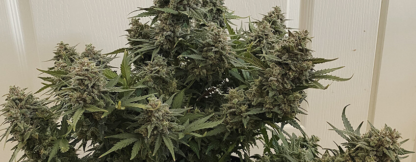 Royal Cheese Autoflowering Royal Cheese Autoflowering