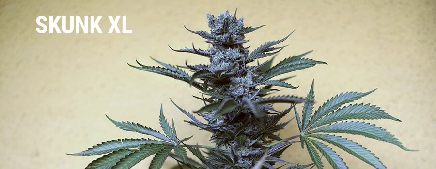 Skunk XL Royal Queen Seeds Skunk XL Royal Queen Seeds