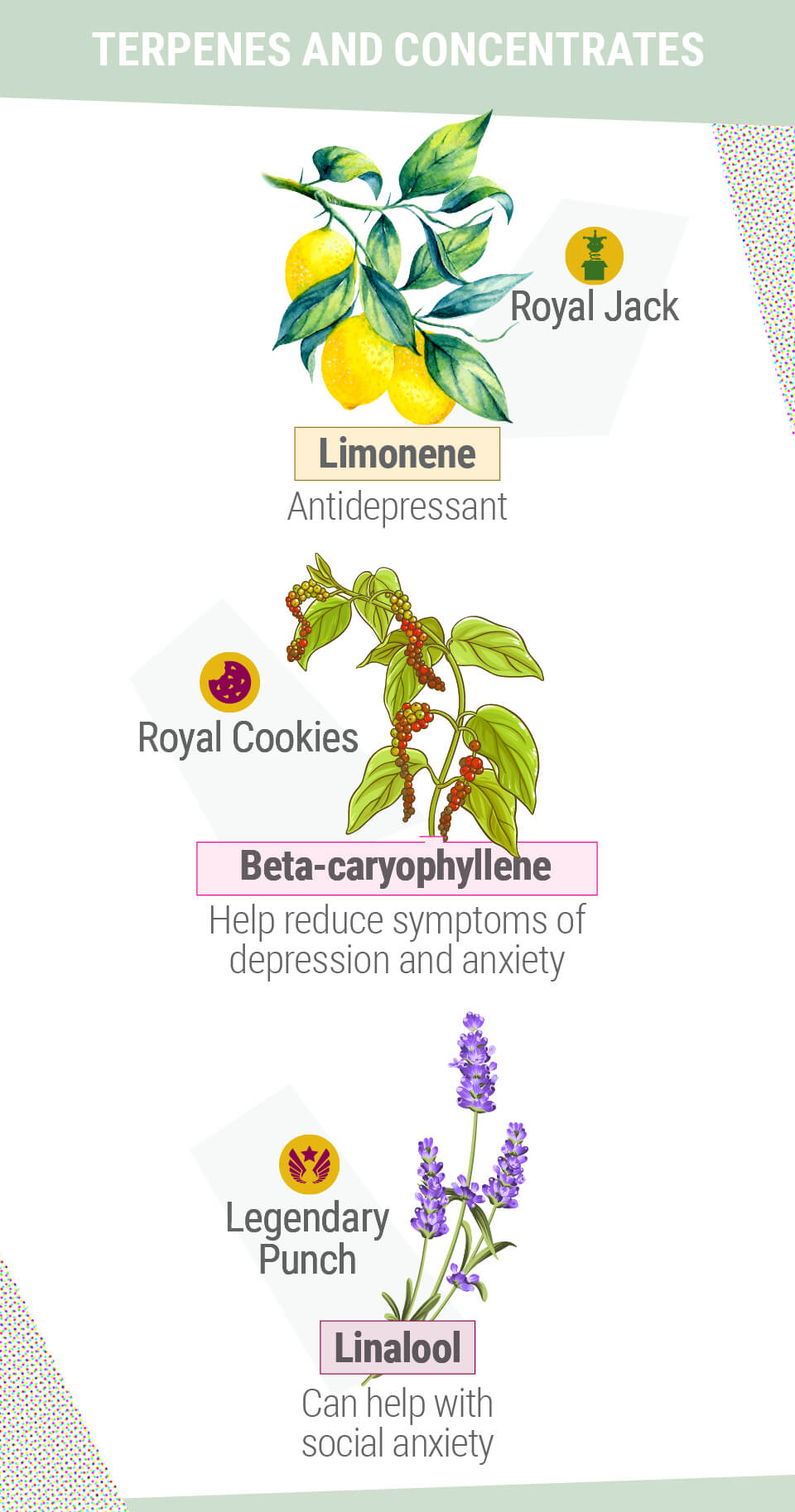 TERPENOS E CONCENTRADOS