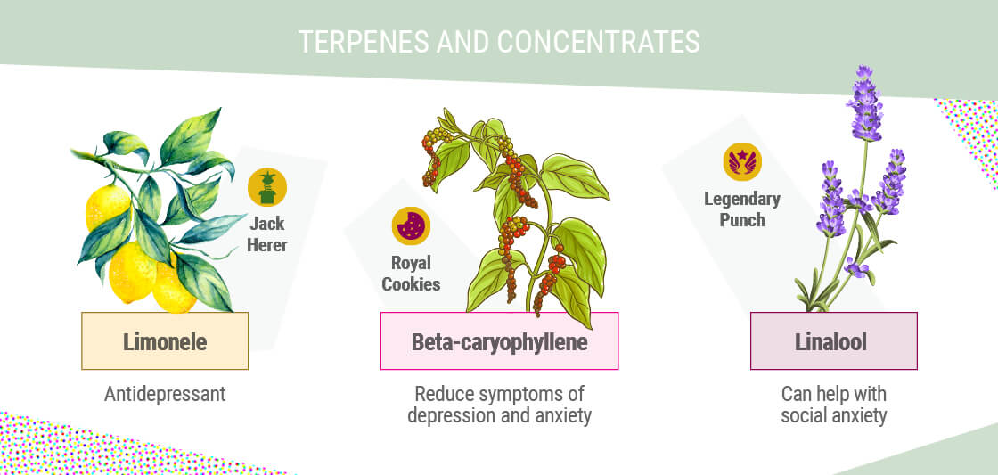 TERPENOS E CONCENTRADOS