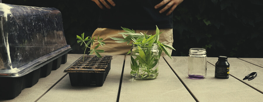 Cortando plantas de cannabis, colocando-as em um clone de propagador e transplante