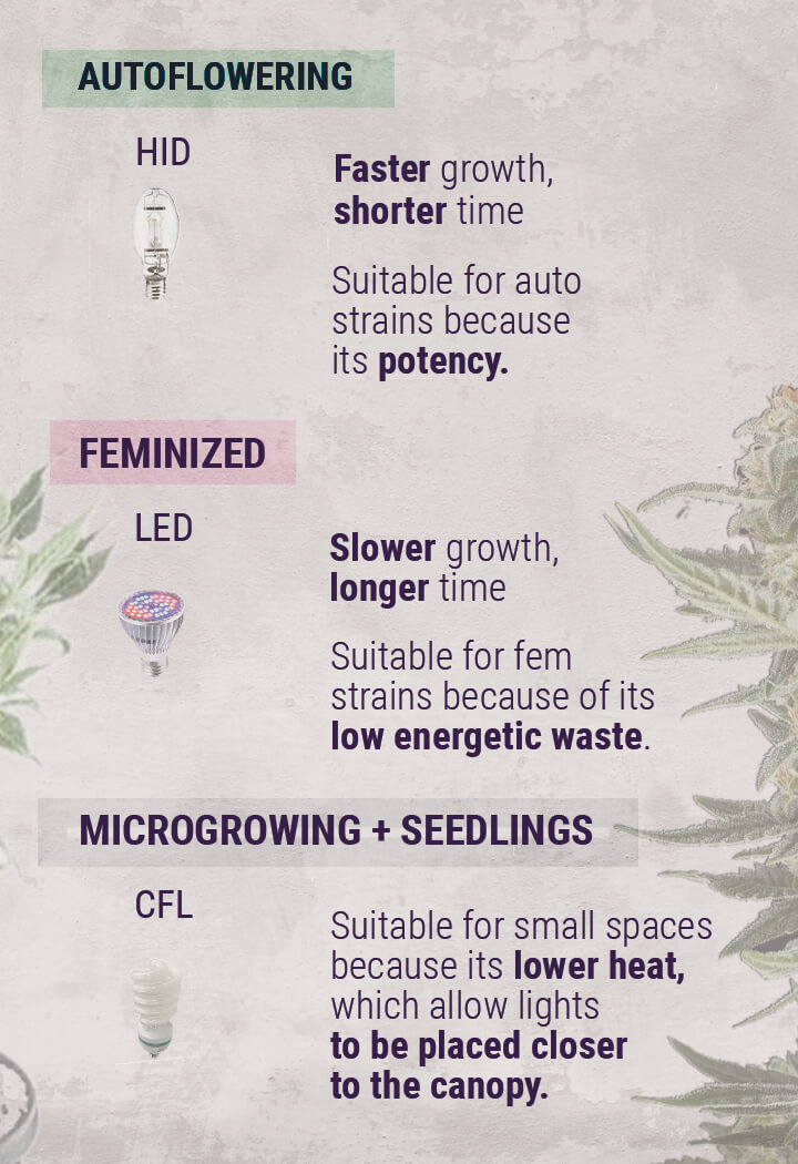 Dicas de Cultivo de Canábis: Como Configurar as Luzes de Cultivo de Interior