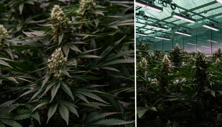Canábis híbrida F1: rega e drenagem Plantas de canábis híbridas F1 cultivadas no interior sob luzes LED, com flores densas e resinosas, folhagem verde e um ambiente de cultivo controlado.