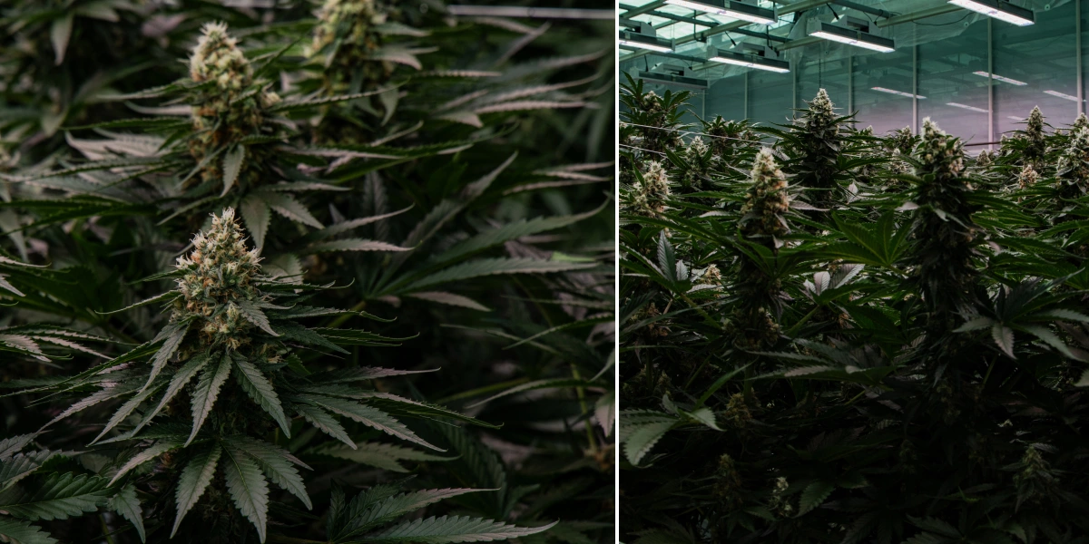 Canábis híbrida F1: rega e drenagem Plantas de canábis híbridas F1 cultivadas no interior sob luzes LED, com flores densas e resinosas, folhagem verde e um ambiente de cultivo controlado.