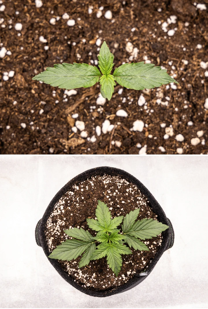 Plântula de canábis Wedding Cake Auto a crescer no solo durante a semana 1 do grow report, mostrando o desenvolvimento inicial das folhas, crescimento verde saudável, substrato rico em perlite e um vaso de tecido.
