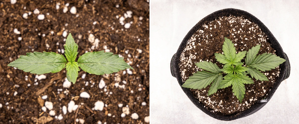 Plântula de canábis Wedding Cake Auto a crescer no solo durante a semana 1 do grow report, mostrando o desenvolvimento inicial das folhas, crescimento verde saudável, substrato rico em perlite e um vaso de tecido.