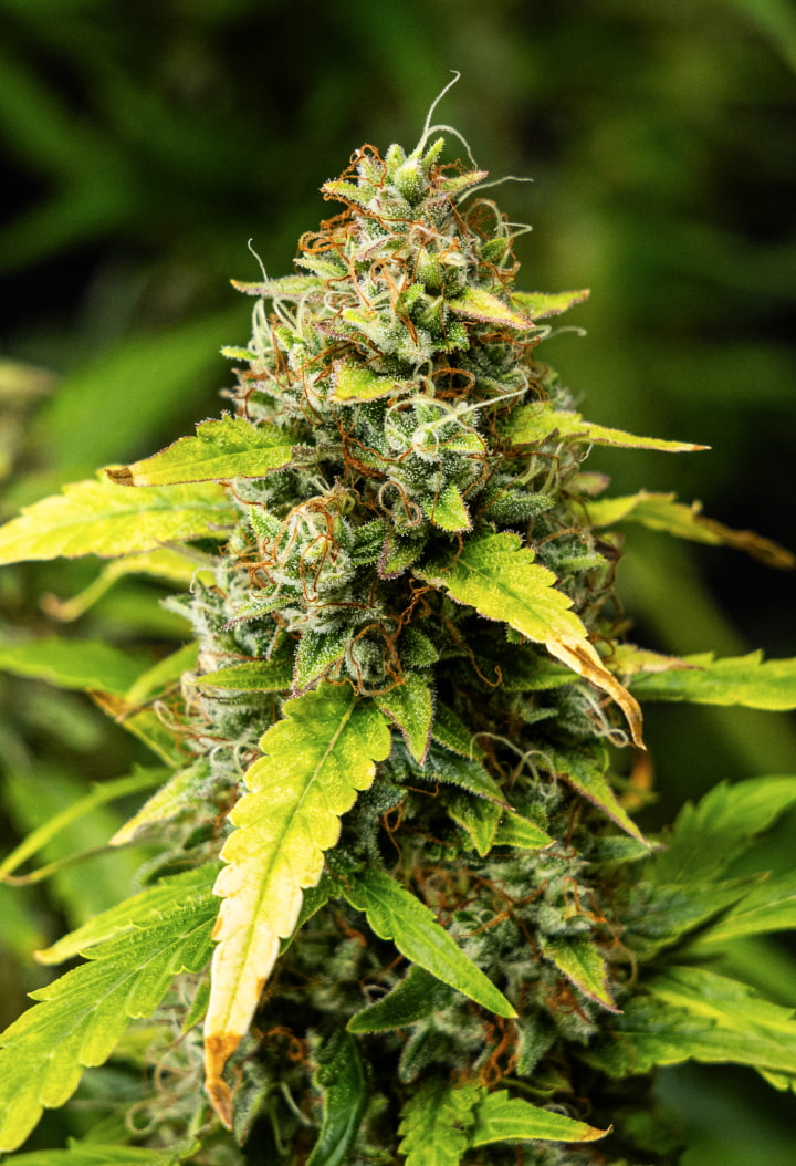 Grande plano de flores de canábis Wedding Cake Auto durante a semana 10 do grow report, mostrando flores densas e resinosas, pistilos laranja, tricomas gelados e folhas de floração tardia a perder cor.