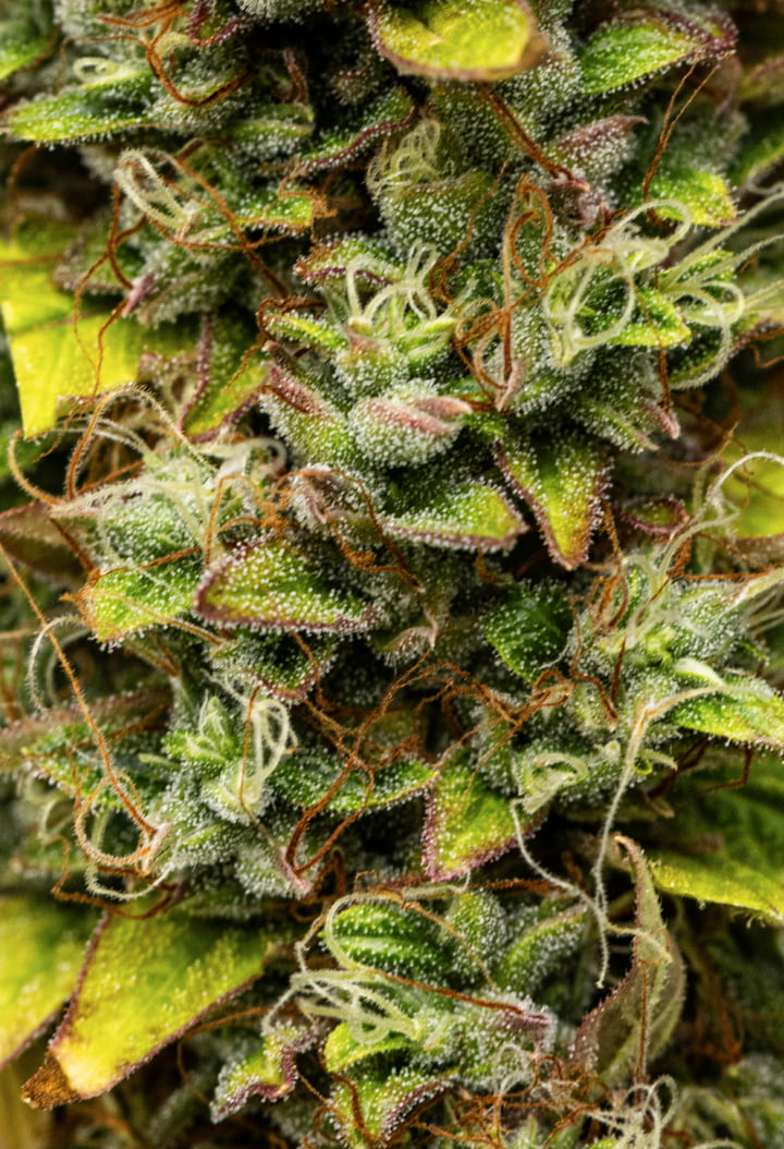 Grande plano de flores de canábis Wedding Cake Auto durante a semana 12 do grow report, mostrando flores resinosas prontas para a colheita, cobertura densa de tricomas, pistilos laranja e folhas de floração tardia a perder cor.