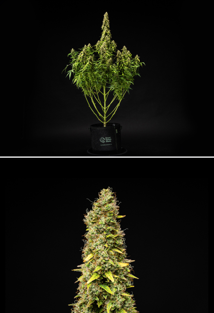 Planta de canábis Wedding Cake Auto durante a semana 11 do grow report, mostrando uma estrutura alta e madura, flores densas e resinosas, pistilos laranja, folhas a perder cor e maturação final sobre um fundo preto.