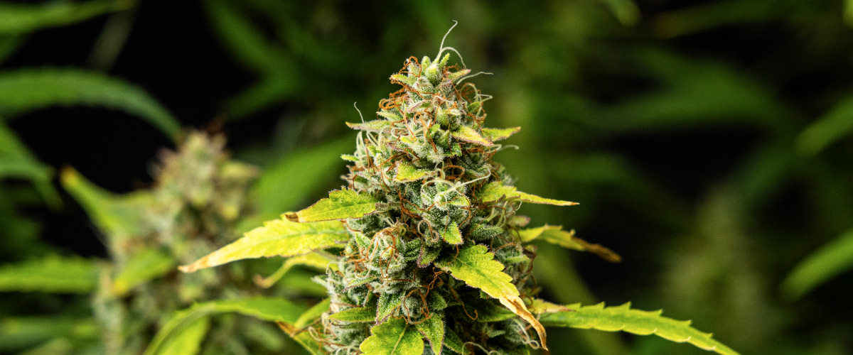 Grande plano de flores de canábis Wedding Cake Auto durante a semana 10 do grow report, mostrando flores densas e resinosas, pistilos laranja, tricomas gelados e folhas de floração tardia a perder cor.
