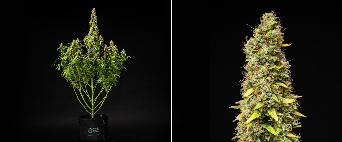 Planta de canábis Wedding Cake Auto durante a semana 11 do grow report, mostrando uma estrutura alta e madura, flores densas e resinosas, pistilos laranja, folhas a perder cor e maturação final sobre um fundo preto.