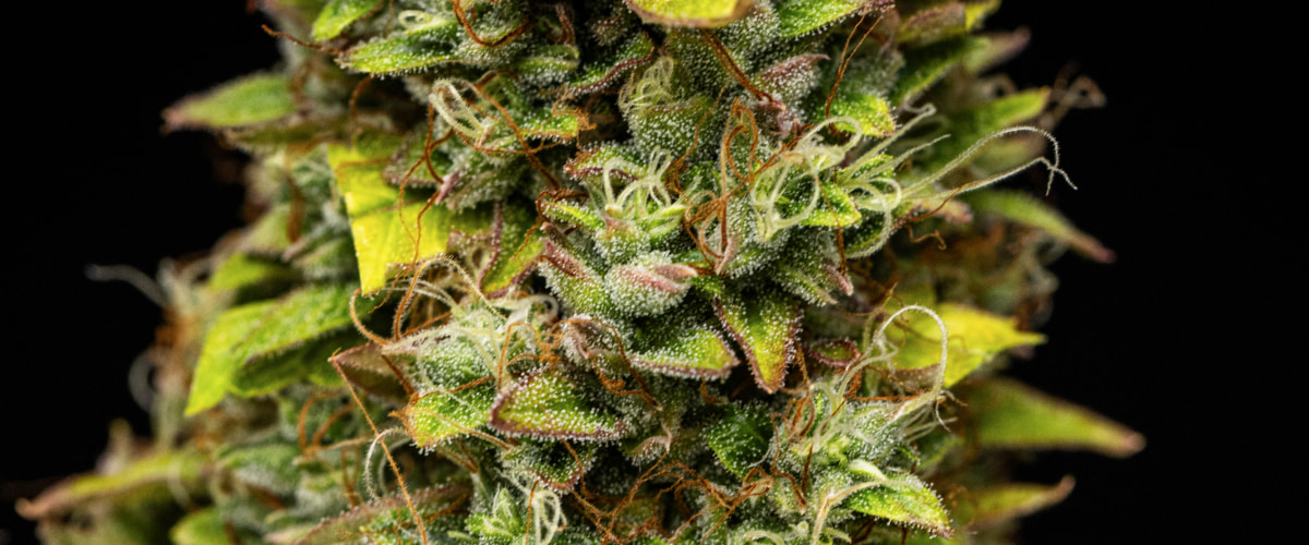 Grande plano de flores de canábis Wedding Cake Auto durante a semana 12 do grow report, mostrando flores resinosas prontas para a colheita, cobertura densa de tricomas, pistilos laranja e folhas de floração tardia a perder cor.