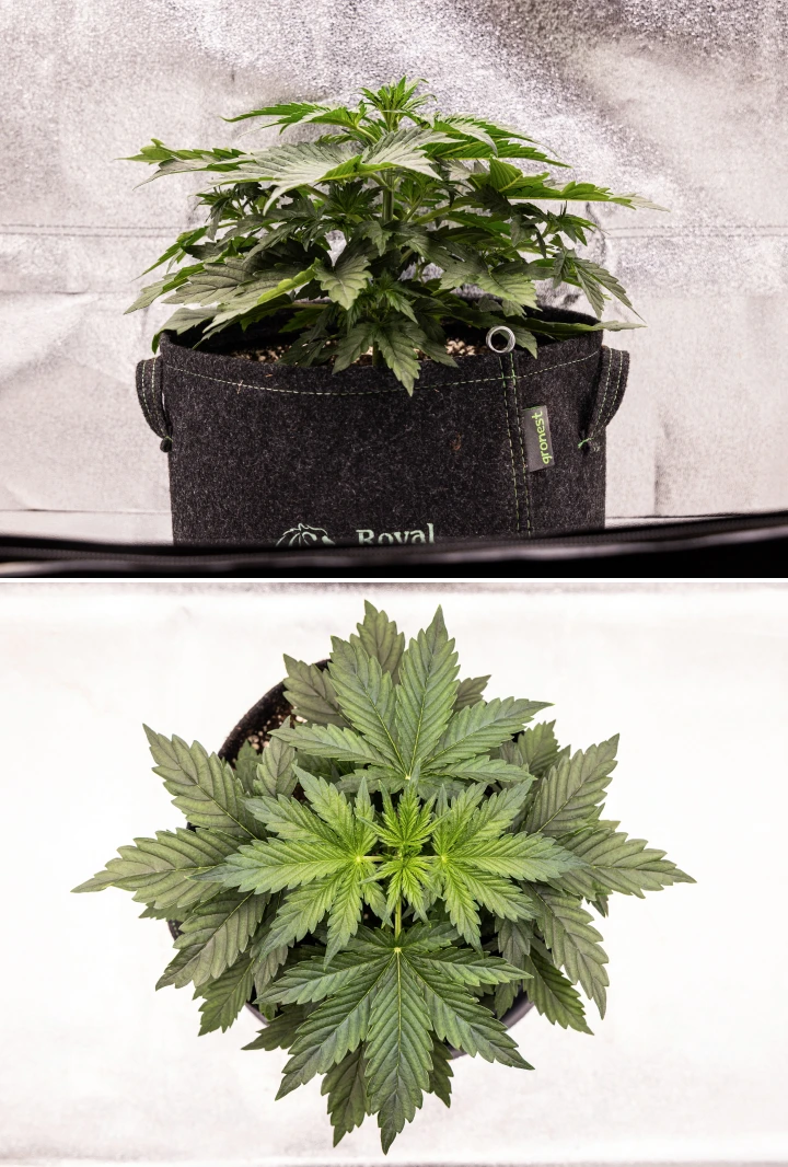 Planta de canábis Wedding Cake Auto a crescer num vaso de tecido durante a semana 4 do grow report, mostrando primeiros sinais de floração, forte crescimento vertical, folhagem saudável e pistilos brancos nos nós do caule.