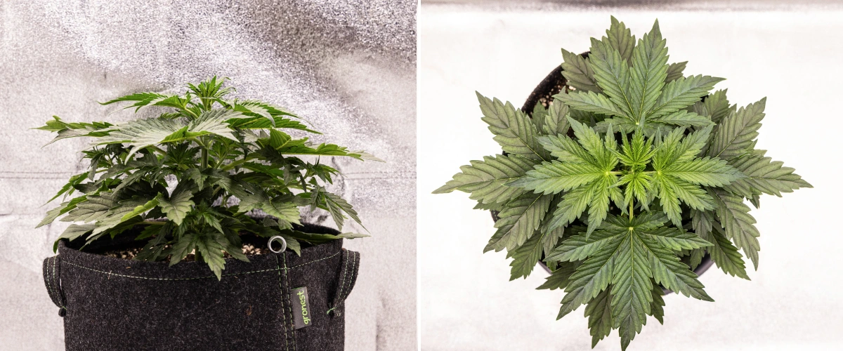 Planta de canábis Wedding Cake Auto a crescer num vaso de tecido durante a semana 2 do grow report, mostrando desenvolvimento vegetativo denso, folhas verdes largas, estrutura compacta e folhagem saudável.