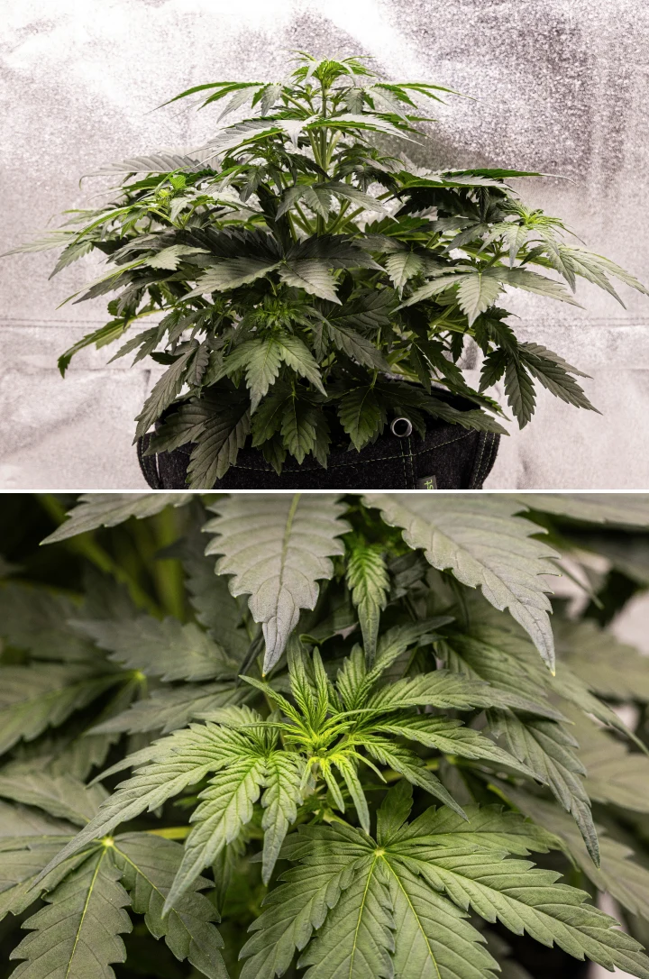 Planta de canábis Wedding Cake Auto a crescer num vaso de tecido durante a semana 3 do grow report, mostrando folhagem verde densa, estrutura compacta e arbustiva, novo crescimento superior e desenvolvimento inicial de pré-floração.