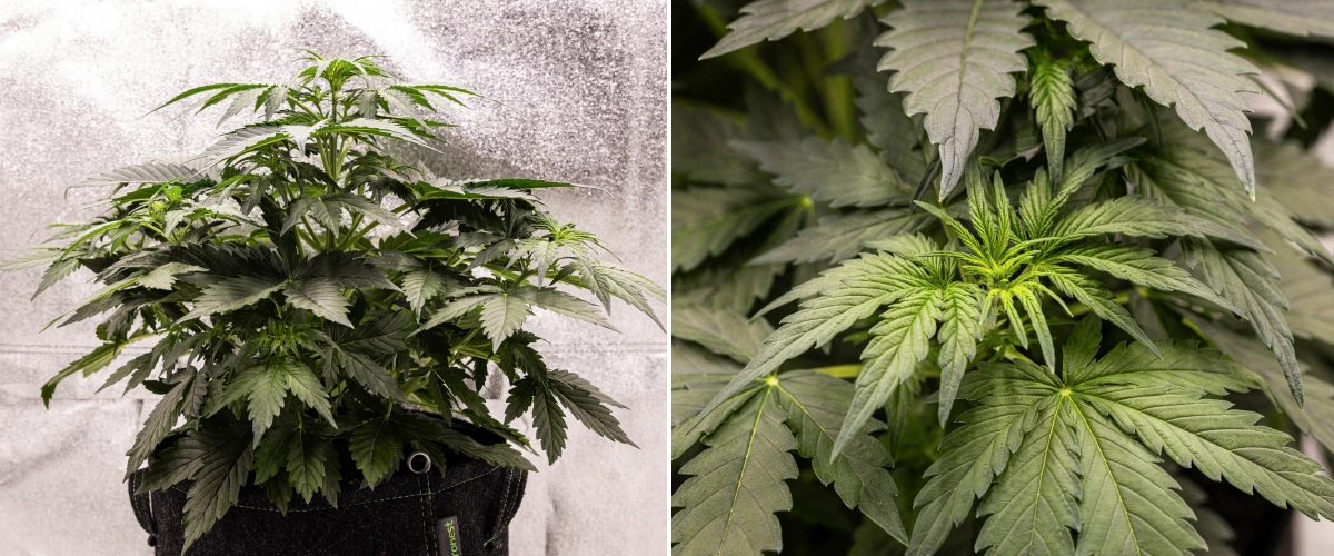 Planta de canábis Wedding Cake Auto a crescer num vaso de tecido durante a semana 3 do grow report, mostrando folhagem verde densa, estrutura compacta e arbustiva, novo crescimento superior e desenvolvimento inicial de pré-floração.