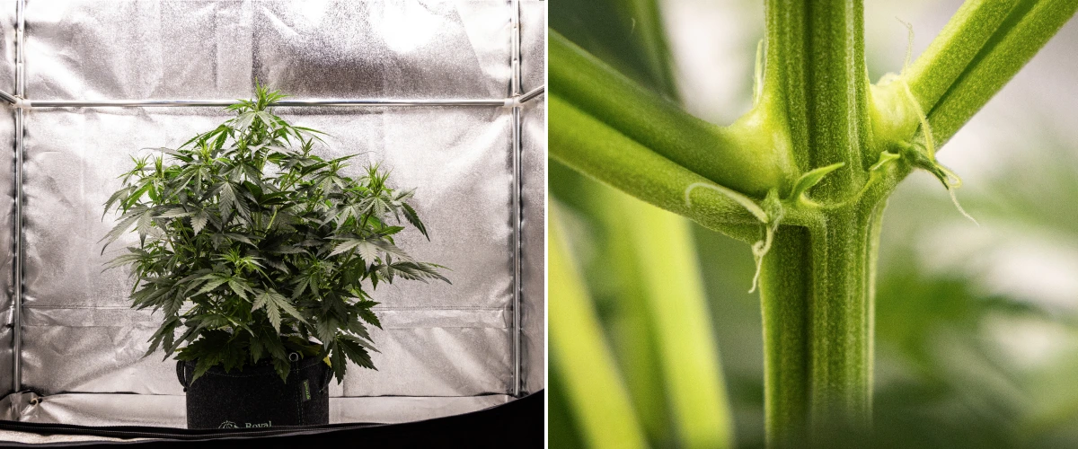 Planta de canábis Wedding Cake Auto a crescer num vaso de tecido durante a semana 4 do grow report, mostrando primeiros sinais de floração, forte crescimento vertical, folhagem saudável e pistilos brancos nos nós do caule.