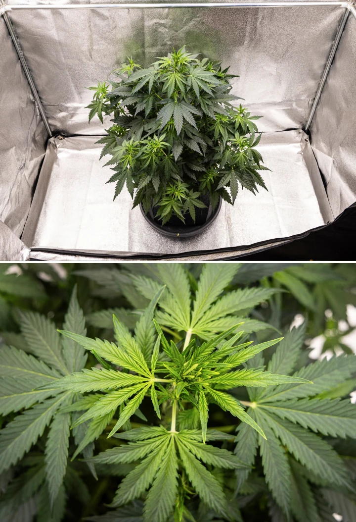 Planta de canábis Wedding Cake Auto a crescer num vaso de tecido durante a semana 5 do grow report, mostrando forte crescimento vertical, desenvolvimento inicial das flores, folhagem verde saudável e vários locais de floração.