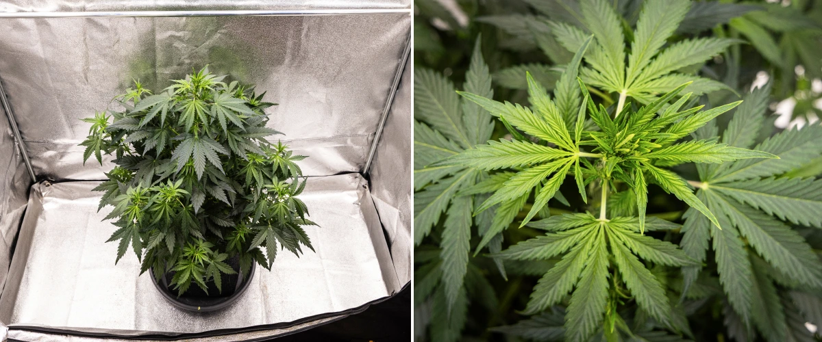 Planta de canábis Wedding Cake Auto a crescer num vaso de tecido durante a semana 5 do grow report, mostrando forte crescimento vertical, desenvolvimento inicial das flores, folhagem verde saudável e vários locais de floração.