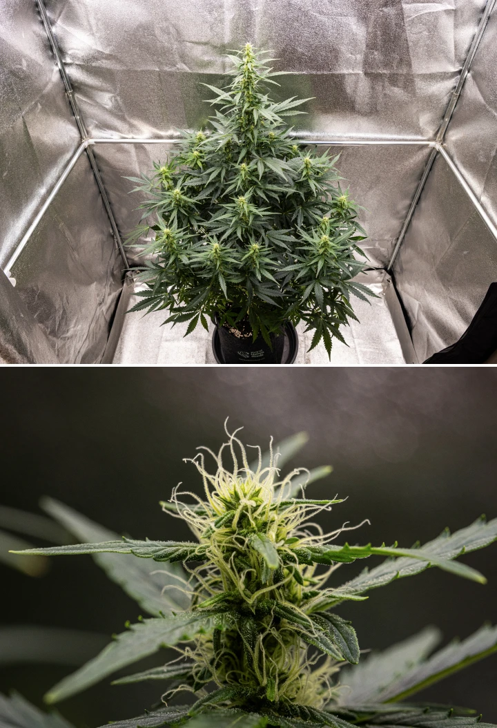 Planta de canábis Wedding Cake Auto a crescer num vaso de tecido durante a semana 6 do grow report, mostrando crescimento alto em floração, flores em desenvolvimento, pistilos brancos frescos e folhas verdes saudáveis.
