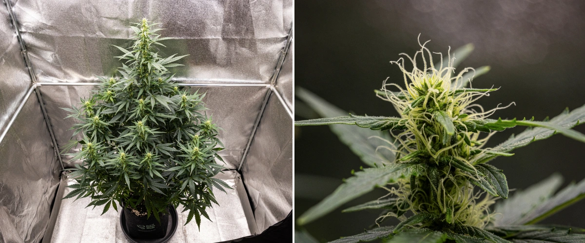 Planta de canábis Wedding Cake Auto a crescer num vaso de tecido durante a semana 6 do grow report, mostrando crescimento alto em floração, flores em desenvolvimento, pistilos brancos frescos e folhas verdes saudáveis.