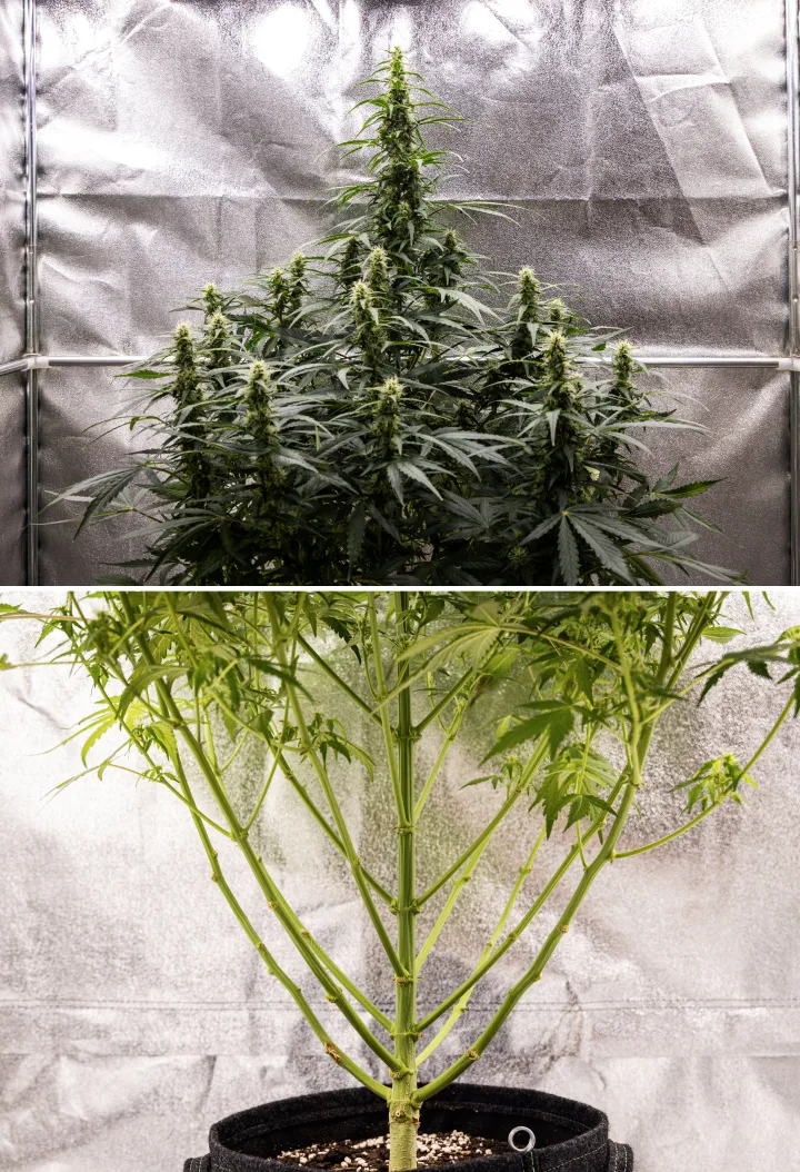 Planta de canábis Wedding Cake Auto durante a semana 7 do grow report, mostrando colas altas em floração, estrutura forte dos ramos, crescimento inferior podado, caules saudáveis e flores em desenvolvimento.
