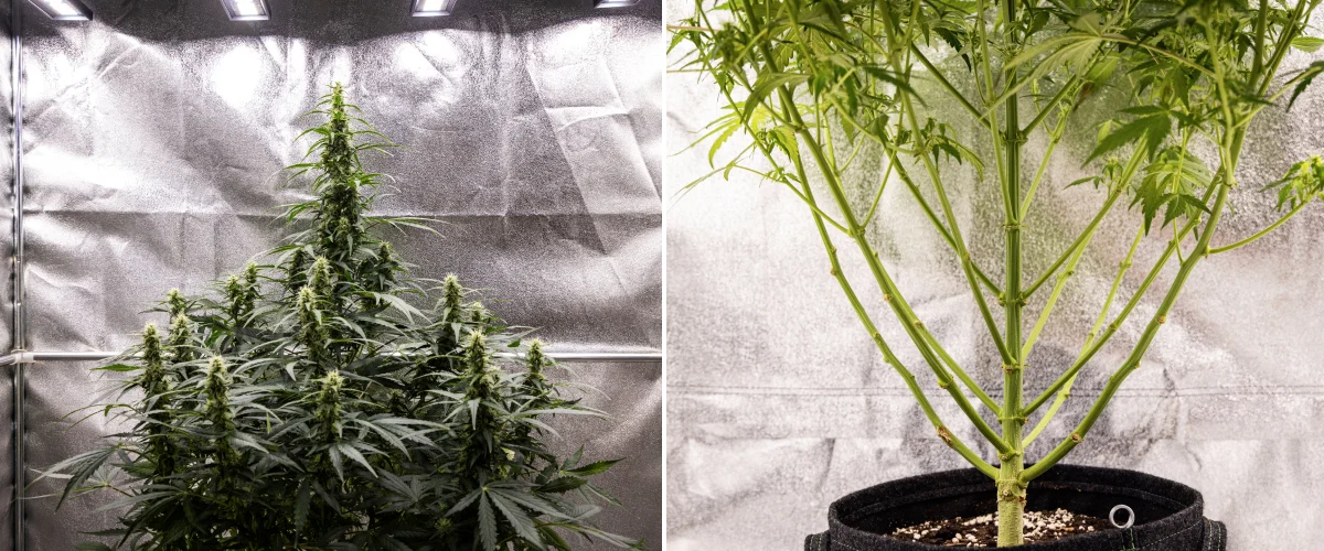 Planta de canábis Wedding Cake Auto durante a semana 7 do grow report, mostrando colas altas em floração, estrutura forte dos ramos, crescimento inferior podado, caules saudáveis e flores em desenvolvimento.
