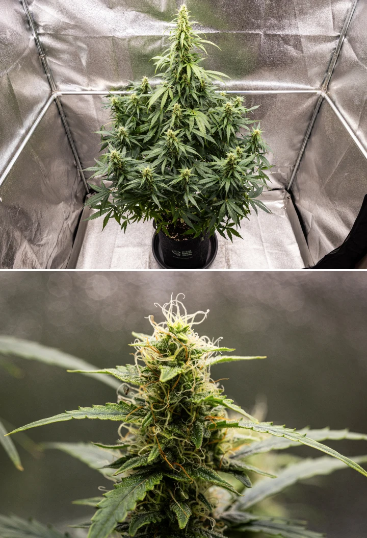 Planta de canábis Wedding Cake Auto durante a semana 8 do grow report, mostrando desenvolvimento de flores resinosas, pistilos brancos e laranja, folhas de açúcar saudáveis e colas altas em floração.