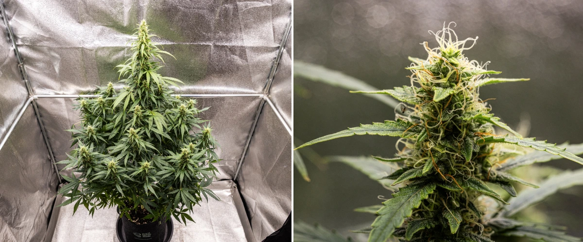 Planta de canábis Wedding Cake Auto durante a semana 8 do grow report, mostrando desenvolvimento de flores resinosas, pistilos brancos e laranja, folhas de açúcar saudáveis e colas altas em floração.