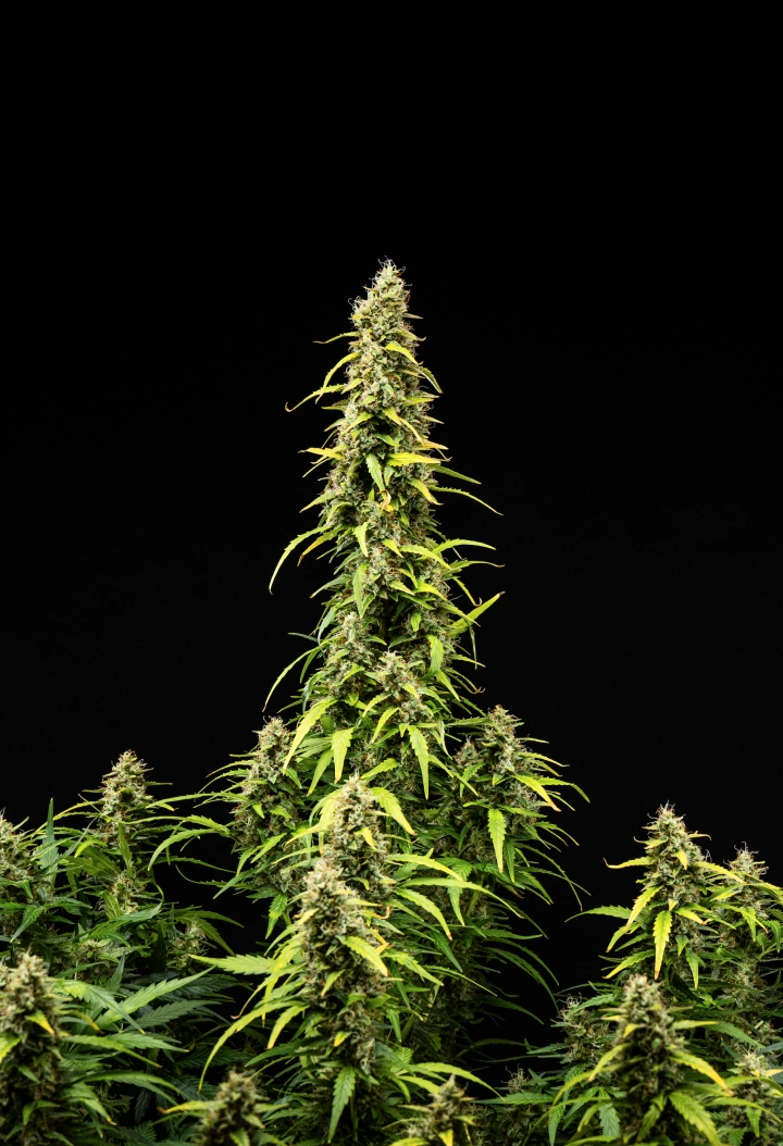 Planta de canábis Wedding Cake Auto durante a semana 9 do grow report, mostrando colas altas e maduras, flores densas e resinosas, folhas a perder cor e desenvolvimento final da floração sobre um fundo preto.