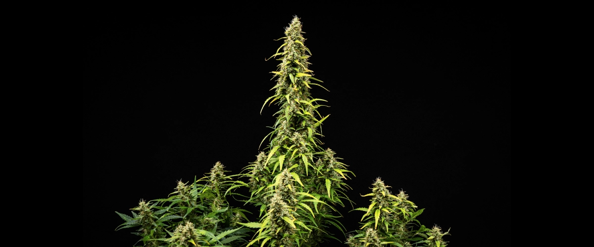Planta de canábis Wedding Cake Auto durante a semana 9 do grow report, mostrando colas altas e maduras, flores densas e resinosas, folhas a perder cor e desenvolvimento final da floração sobre um fundo preto.