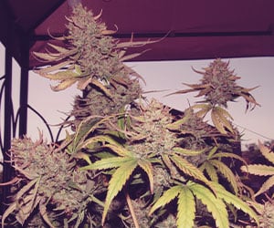 Amnesia Haze Amnesia Haze