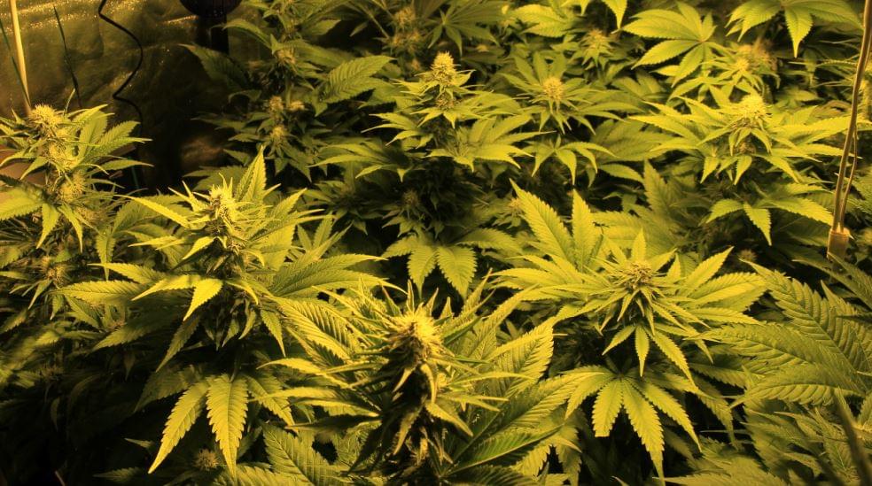 O melhor banco de sementes de maconha